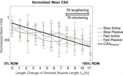 Determination of muscle shape deformations of the tibialis anterior during dynamic contractions using 3D ultrasound